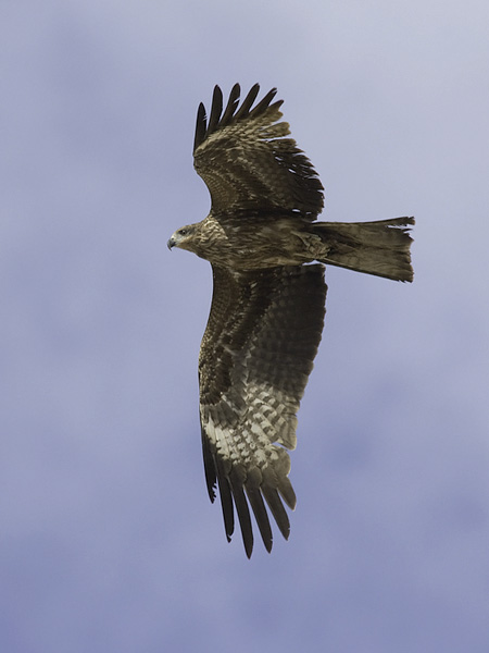 Haarahaukka, Black Kite, Milvus migrans